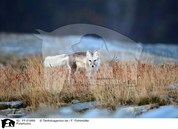 Polarfuchs / arctic fox / FF-01866