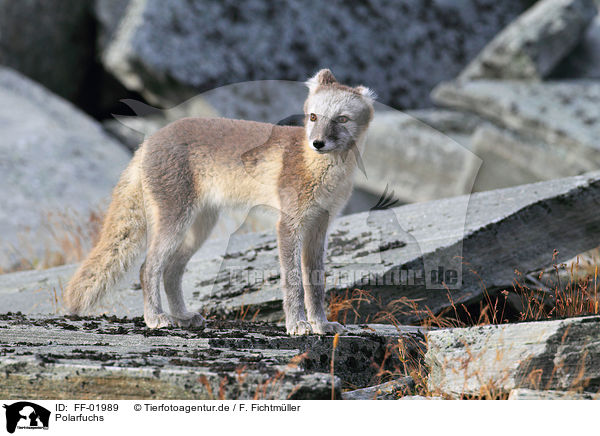 Polarfuchs / arctic fox / FF-01989