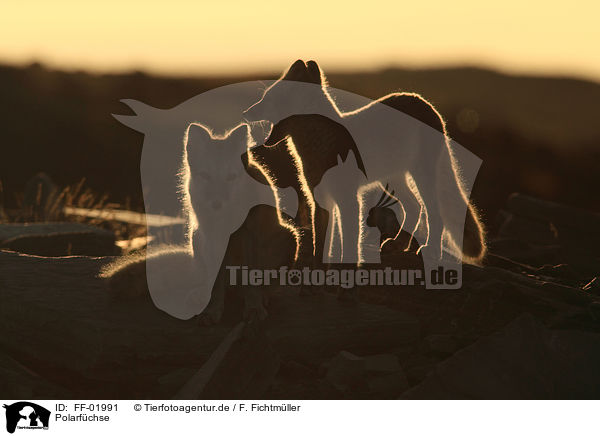 Polarfchse / arctic foxes / FF-01991