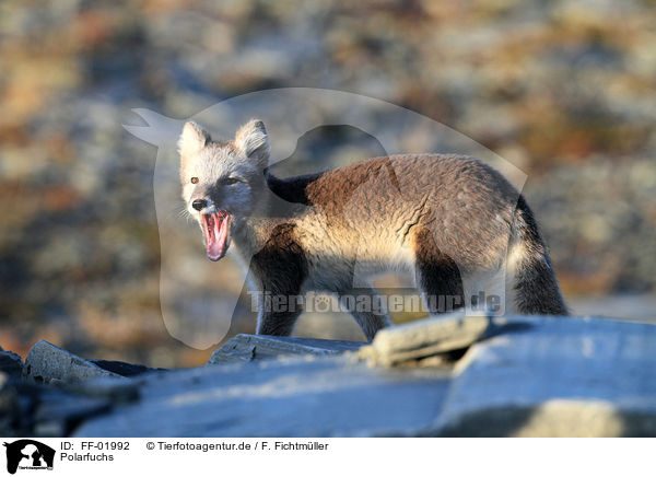 Polarfuchs / arctic fox / FF-01992