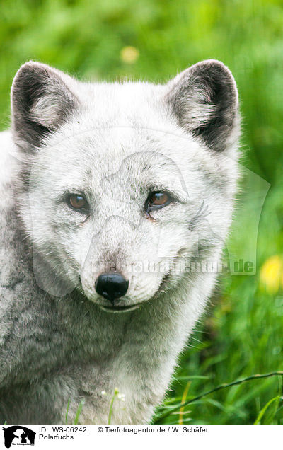 Polarfuchs / WS-06242