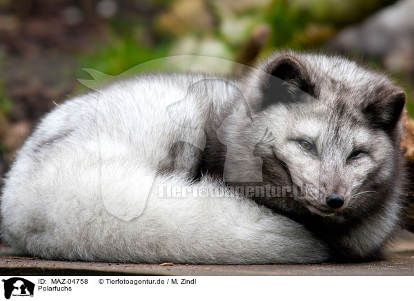 Polarfuchs / arctic fox / MAZ-04758