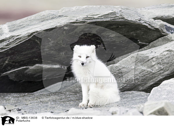 Polarfuchs / arctic fox / MBS-13638