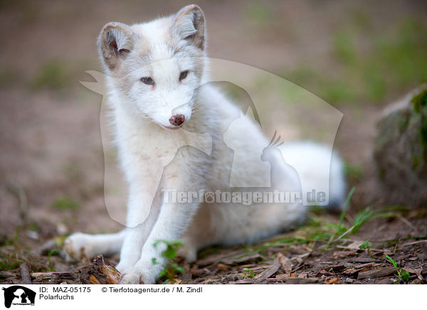 Polarfuchs / arctic fox / MAZ-05175
