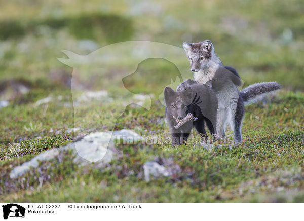 Polarfchse / arctic foxes / AT-02337