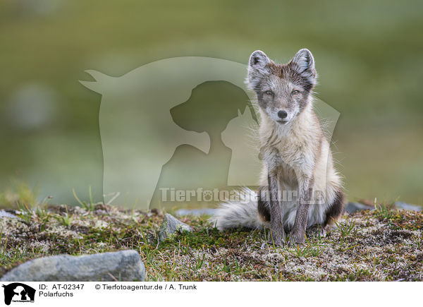 Polarfuchs / arctic fox / AT-02347