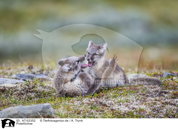 Polarfchse / arctic foxes / AT-02352