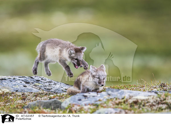 Polarfchse / arctic foxes / AT-02357
