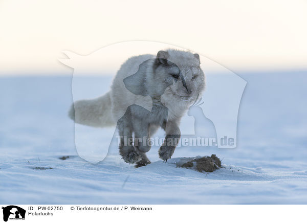 Polarfuchs / arctic fox / PW-02750