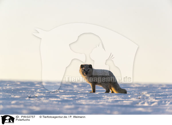 Polarfuchs / arctic fox / PW-02757