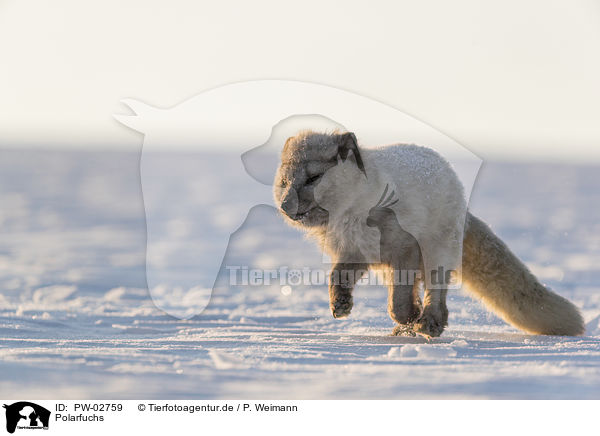 Polarfuchs / arctic fox / PW-02759