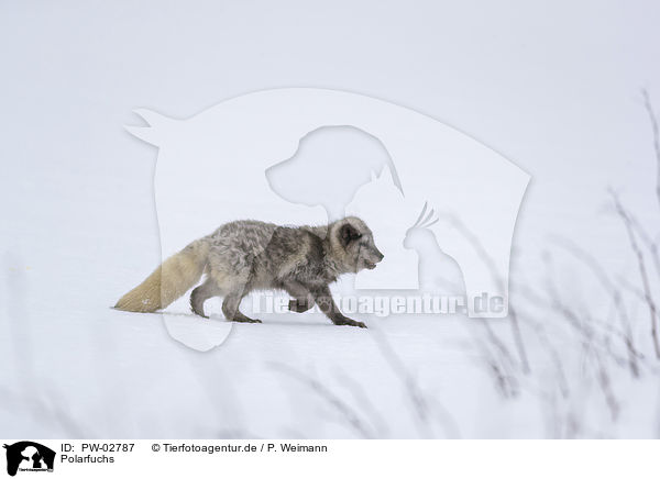 Polarfuchs / arctic fox / PW-02787