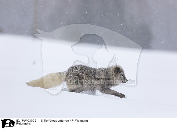 Polarfuchs / arctic fox / PW-03005