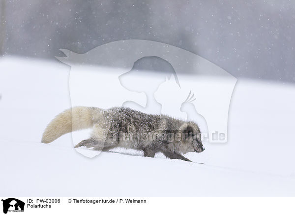 Polarfuchs / arctic fox / PW-03006