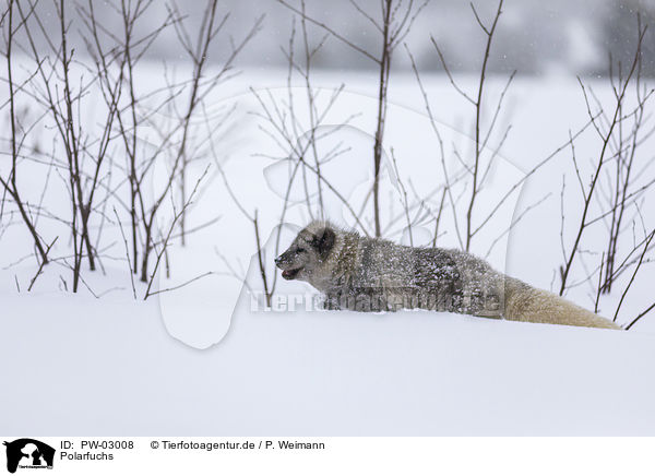 Polarfuchs / arctic fox / PW-03008