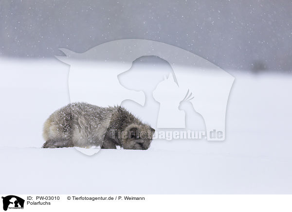 Polarfuchs / arctic fox / PW-03010