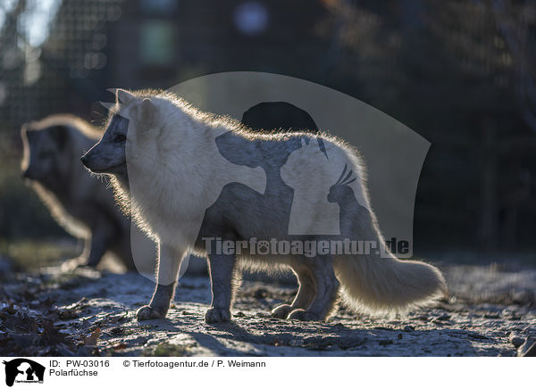 Polarfchse / arctic foxes / PW-03016