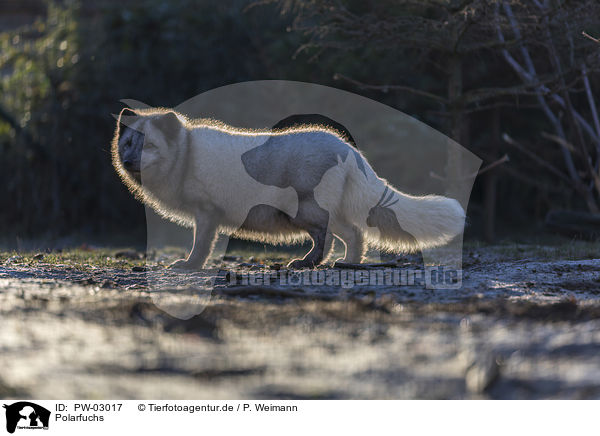 Polarfuchs / arctic fox / PW-03017