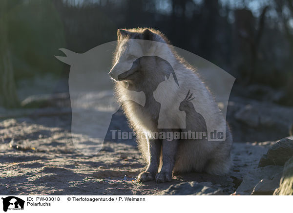 Polarfuchs / arctic fox / PW-03018