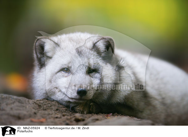 Polarfuchs / polar fox / MAZ-05924