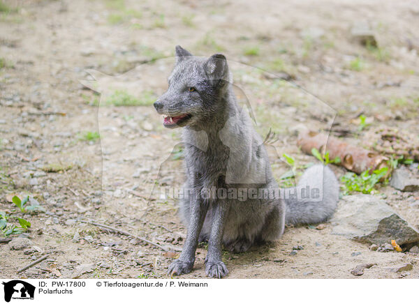 Polarfuchs / arctic fox / PW-17800