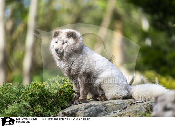 Polarfuchs / polar fox / DMS-17526