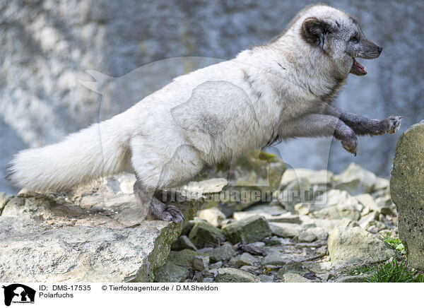Polarfuchs / polar fox / DMS-17535