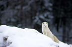 Polarfuchs