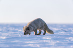 Polarfuchs