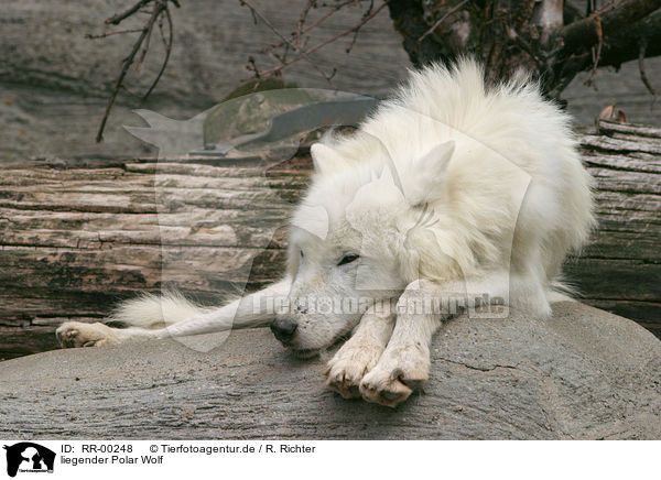 liegender Polar Wolf / lying polar wolf / RR-00248