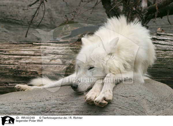 liegender Polar Wolf / RR-00248