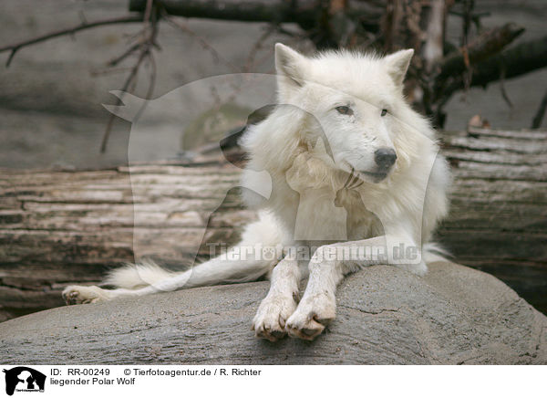 liegender Polar Wolf / lying polar wolf / RR-00249