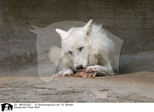 fressender Polar Wolf / eating polar wolf / RR-00252