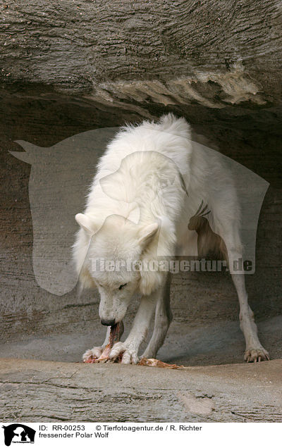 fressender Polar Wolf / eating polar wolf / RR-00253
