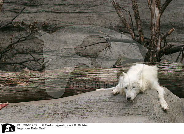liegender Polar Wolf / lying polar wolf / RR-00255