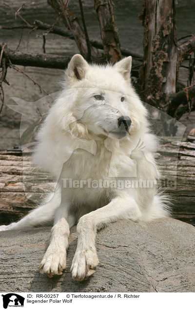 liegender Polar Wolf / lying polar wolf / RR-00257
