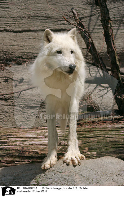 stehender Polar Wolf / standing polar wolf / RR-00261