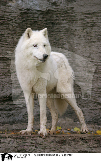 Polar Wolf / RR-00676