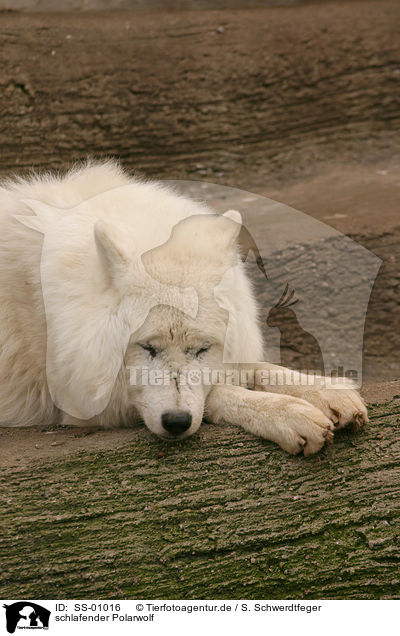 schlafender Polarwolf / SS-01016