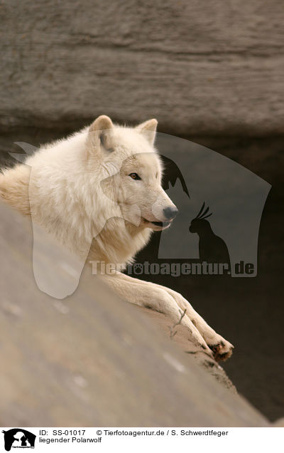 liegender Polarwolf / SS-01017