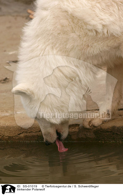 trinkender Polarwolf / SS-01019