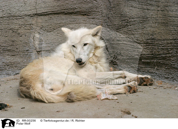 Polar Wolf / Polar Wolf / RR-00256