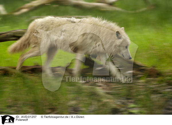 Polarwolf / AVD-01257