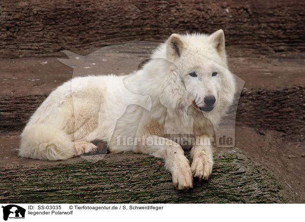 liegender Polarwolf / SS-03035