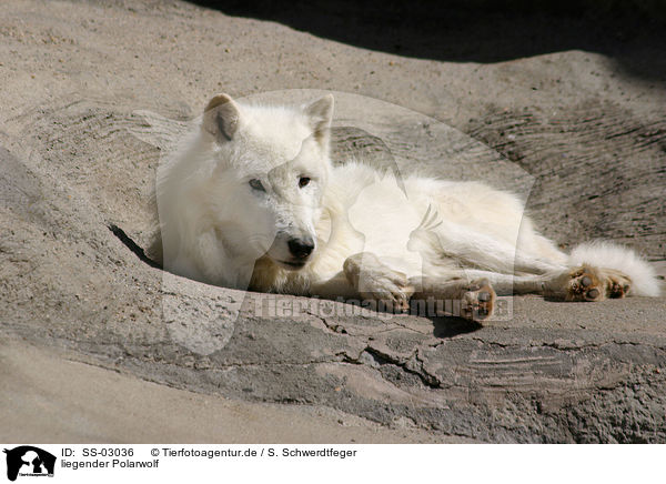 liegender Polarwolf / lying polar wolf / SS-03036