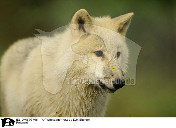Polarwolf / polar wolf / DMS-05768