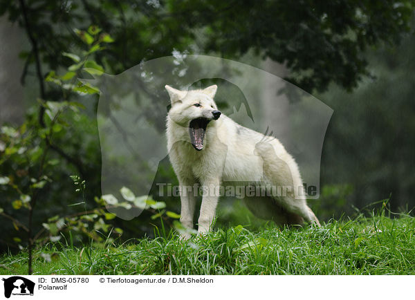 Polarwolf / polar wolf / DMS-05780