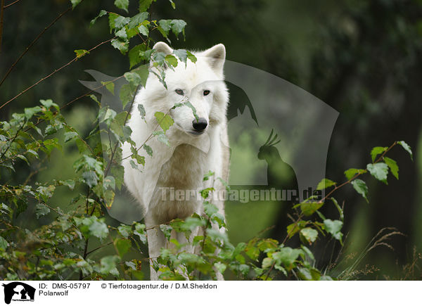 Polarwolf / polar wolf / DMS-05797