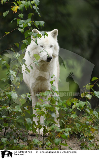 Polarwolf / polar wolf / DMS-05798
