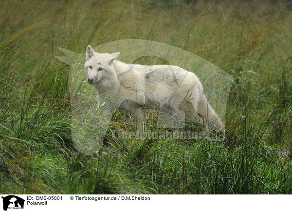 Polarwolf / polar wolf / DMS-05801